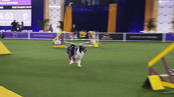 GIF by Westminster Kennel Club