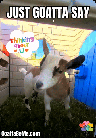 Whats Up Pet Gifs GIF by Goatta Be Me Goats! Adventures of Java, Toffee, Pumpkin and Cookie!
