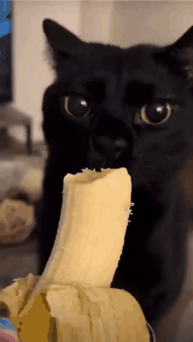 Cat Licking GIF