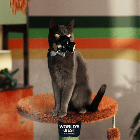 Cats Danger GIF by Worlds Best Cat Litter