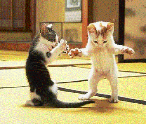 Animal-dance-party GIFs - Get the best GIF on GIPHY