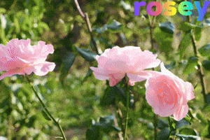 Flowers GIF
