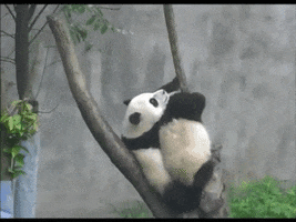 Wildlife gif. Two pandas are sandwiched tightly between two bare vertical branches. The panda on the left takes hold of the right branch, while the panda on the right repositions itself between the right branch and the other panda.
