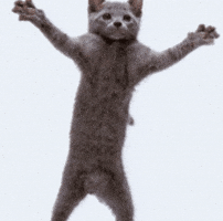 Cat GIF