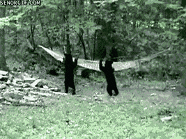 pushing black bears GIF by Cheezburger