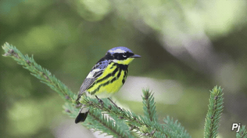 panajan animal bird forest wildlife GIF