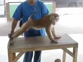 monkey working out GIF