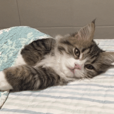 GIF gi-upload ni Brianna Miller
