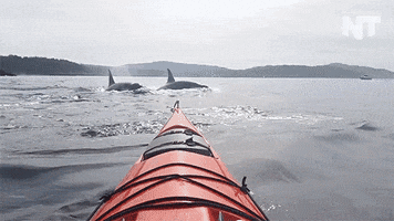 killer whales news GIF by NowThis 