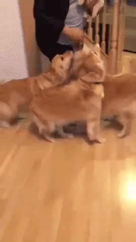 goldens GIF