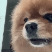 Angry Pomeranian GIF