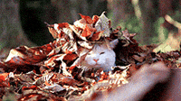 Autumn Leaves Cat GIF Autumn Leaves Cat GIF