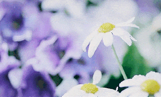 sad flowers GIF