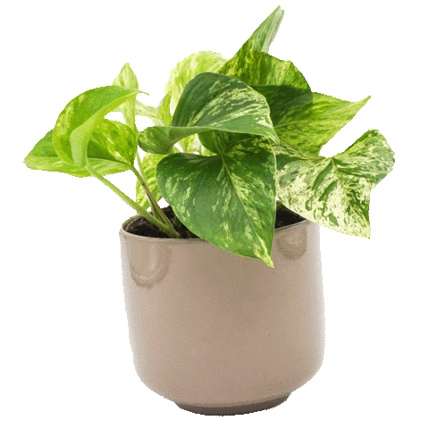 Plant Vase Sticker by pileaperge