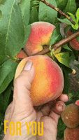 For You Peach GIF by Crystal Hills Organics