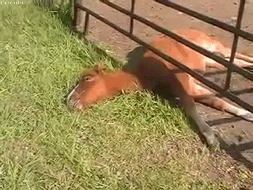 Horse Eating GIF