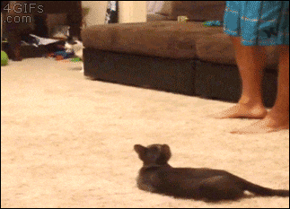 kitten jump gif