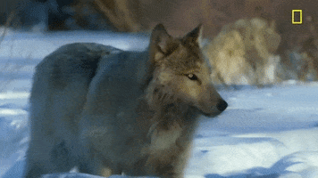 nat geo wolf GIF by National Geographic Channel