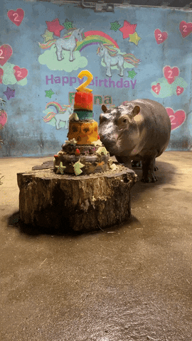 celebrate happy birthday GIF by Cincinnati Zoo