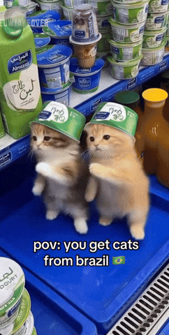 Brazilian Cats Dance GIF