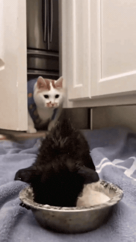 Cat Kitty GIF
