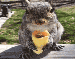 Squirrel Burrito GIF