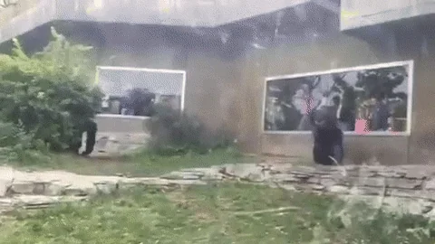 fight gorilla GIF