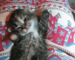 cat yawning GIF