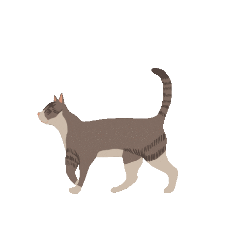 Transparent Cat Gif