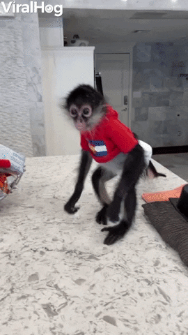Monkey Eats Lollipop Like A Kid GIF by ViralHog