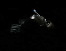 deep sea fish GIF