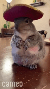 Cute-animal-video GIFs - Get the best GIF on GIPHY