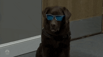 Cool Dog GIF by Saturday Night Live
