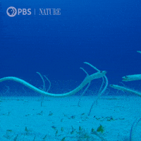 Oceans Day Gifs Get The Best Gif On Giphy Oceans Day Gifs Get The Best Gif On Giphy