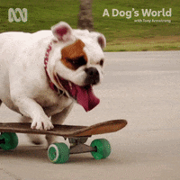 English Bulldog Dog GIF by ABC TV + IVIEW