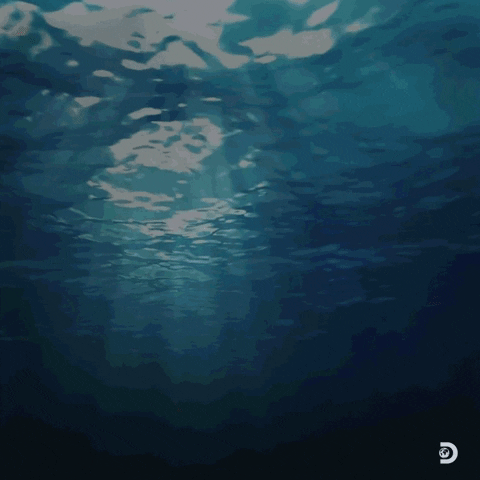 Anticipate Discovery Channel GIF by Shark Week - Find & Share on GIPHY