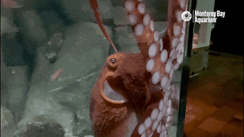 Giant Pacific Octopus Ocean GIF by Monterey Bay Aquarium