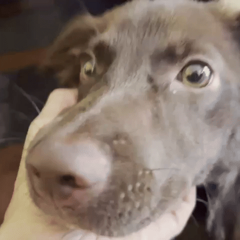 Chandelle Dog Cachorro Marrom GIF