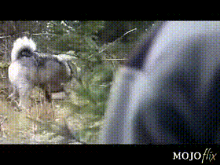 dog walk woods GIF