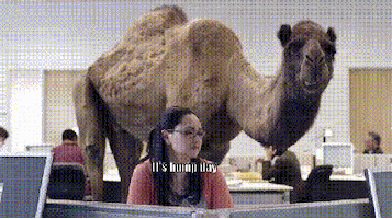 Video gif. In a mundane office, a woman sits at her desk looking at her computer screen with an amazed expression. A large camel stands behind her. The girl says, “It’s hump day!" And the camel yells, “wooooo woooo!”