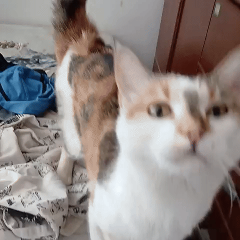 Cat GIF