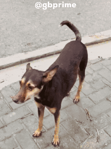Dog GIF
