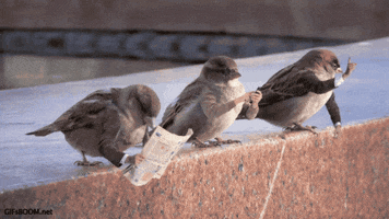 Birds Touch GIF
