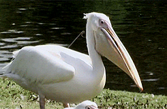 pelican meme gif