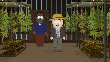Steve Black Weed GIF by South Park