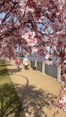 Cherry Blossoms Nyc GIF by Storyful