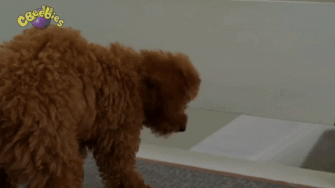 Dog Hello GIF by CBeebies HQ - Find & Share on GIPHY