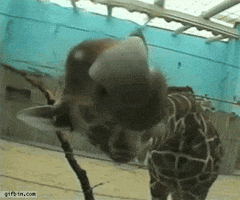 200.gif?cid=790b76115d0fe056354a475245ceda0b&rid=200.gif