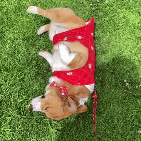 Corgi GIF