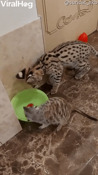 Savannah Kitten Bops Meercat